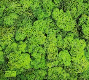 Mech chrobotek reniferowy jasny zielony oczyszczony 200 g