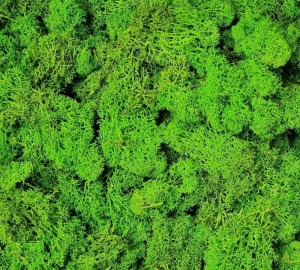 Mech chrobotek reniferowy jasny zielony oczyszczony 200 g