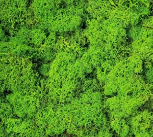 Mech chrobotek reniferowy jasny zielony oczyszczony 200 g