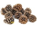 3503-550-zl-szyszka-sosnowa-szyszka-sosna.jpeg