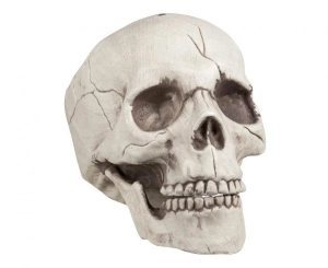I Czaszka z uchylną szczęką