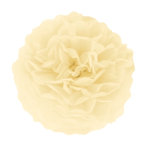 Pompon bibułowy, kremowy, 15 cm